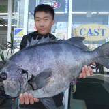 初石鯛が大物でした！