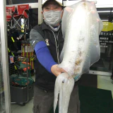 今年初アオリ